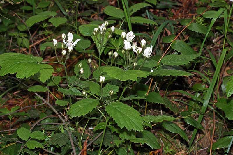 How to Grow and Care for Blackberry Bushes
