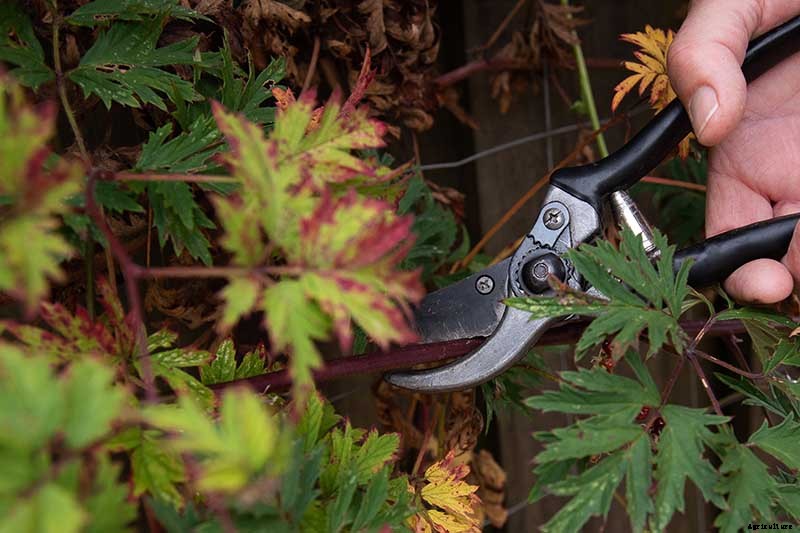 How to Grow and Care for Blackberry Bushes