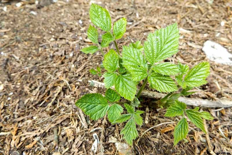 How to Grow and Care for Blackberry Bushes