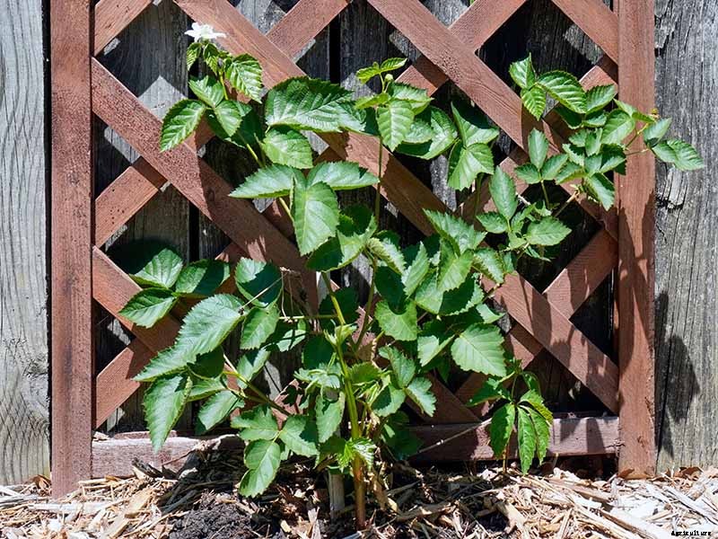 How to Grow and Care for Blackberry Bushes