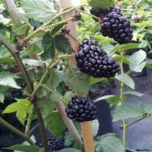 How to Grow and Care for Blackberry Bushes