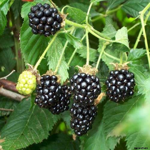 How to Grow and Care for Blackberry Bushes