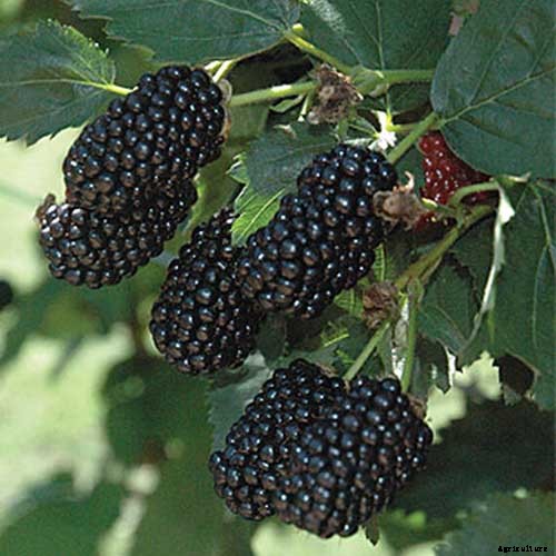 How to Grow and Care for Blackberry Bushes