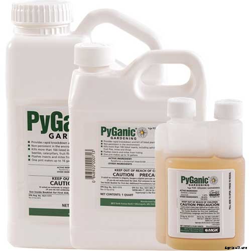 How to Grow and Care for Blackberry Bushes