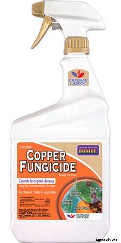 How to Grow and Care for Blackberry Bushes