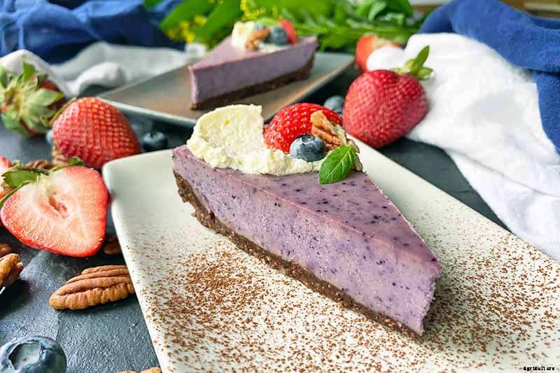 How to Grow and Care for Blackberry Bushes