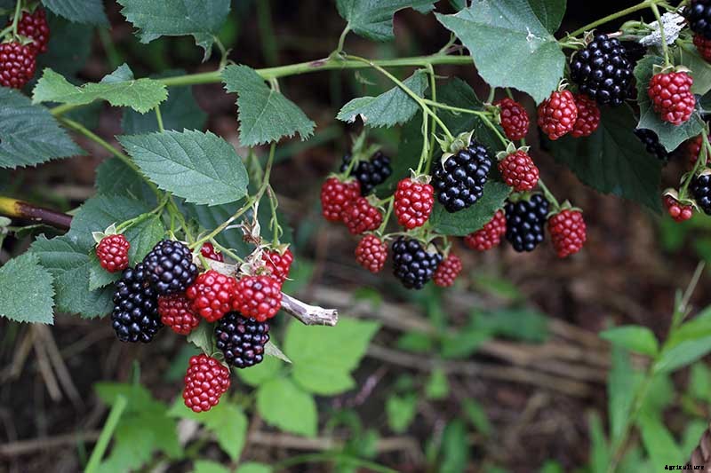 How to Grow and Care for Blackberry Bushes