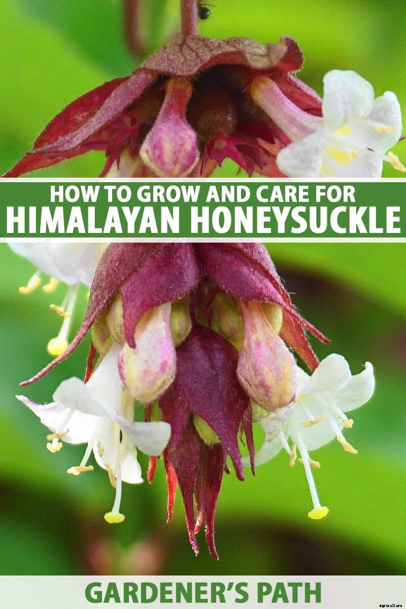 How to Grow and Care for Himalayan Honeysuckle