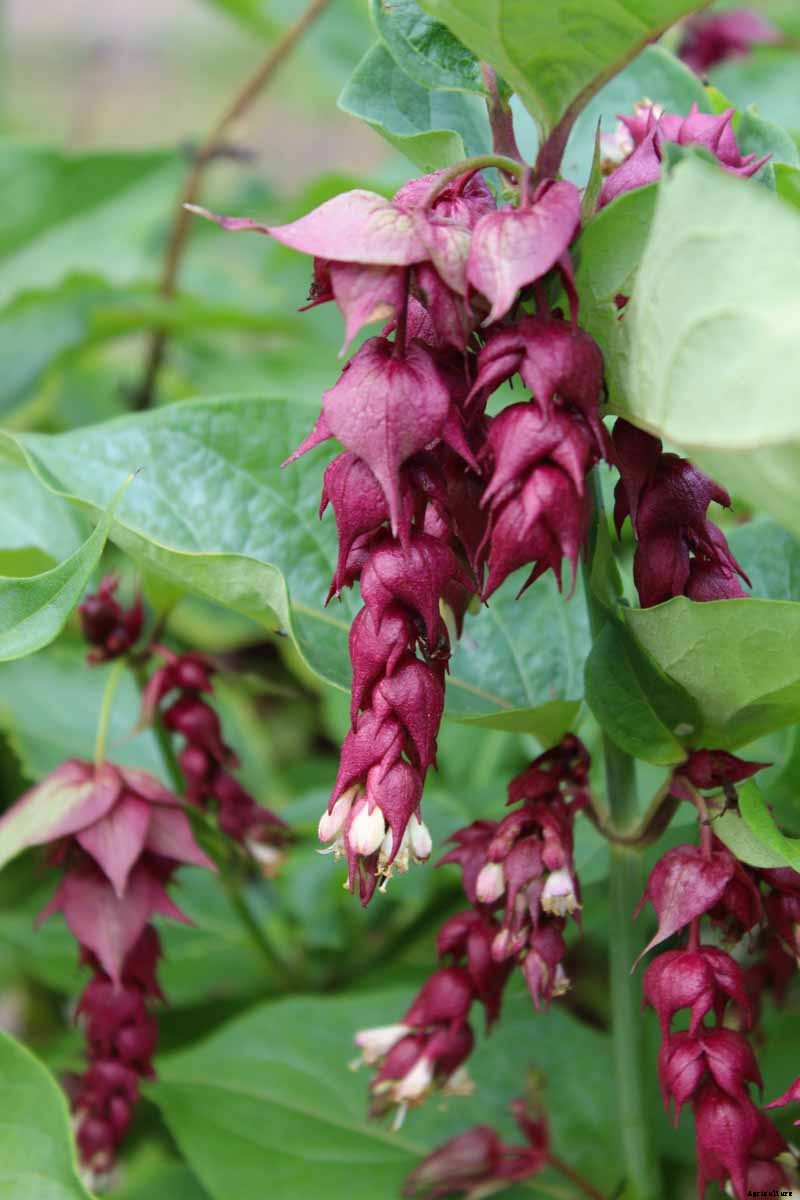 How to Grow and Care for Himalayan Honeysuckle