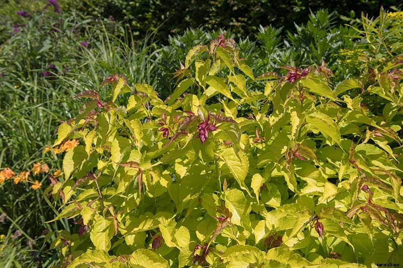 How to Grow and Care for Himalayan Honeysuckle