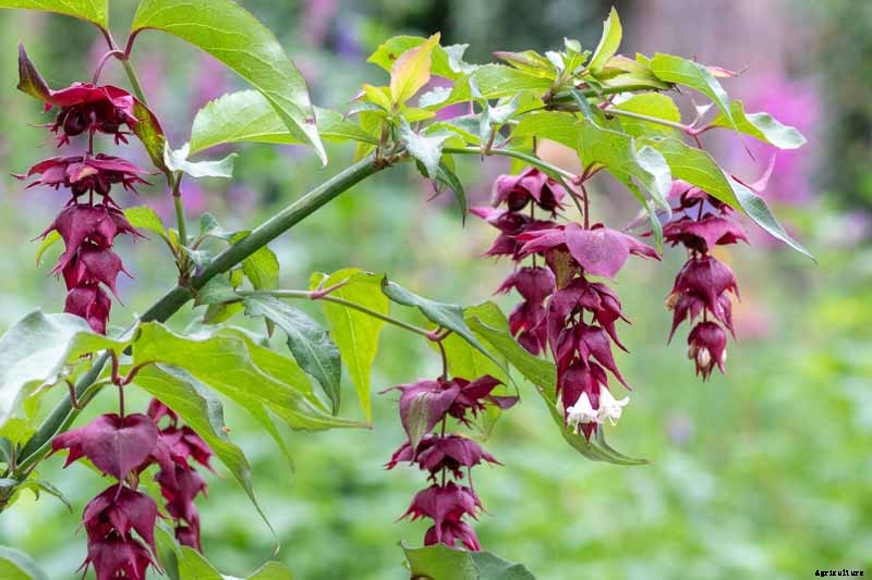 How to Grow and Care for Himalayan Honeysuckle