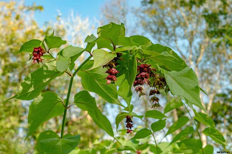 How to Grow and Care for Himalayan Honeysuckle