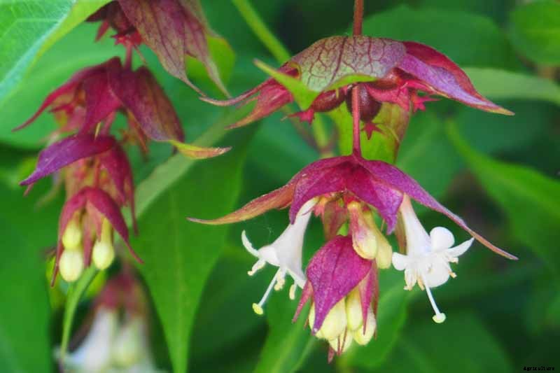 How to Grow and Care for Himalayan Honeysuckle