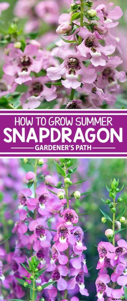 How to Grow and Care for Summer Snapdragon Flowers