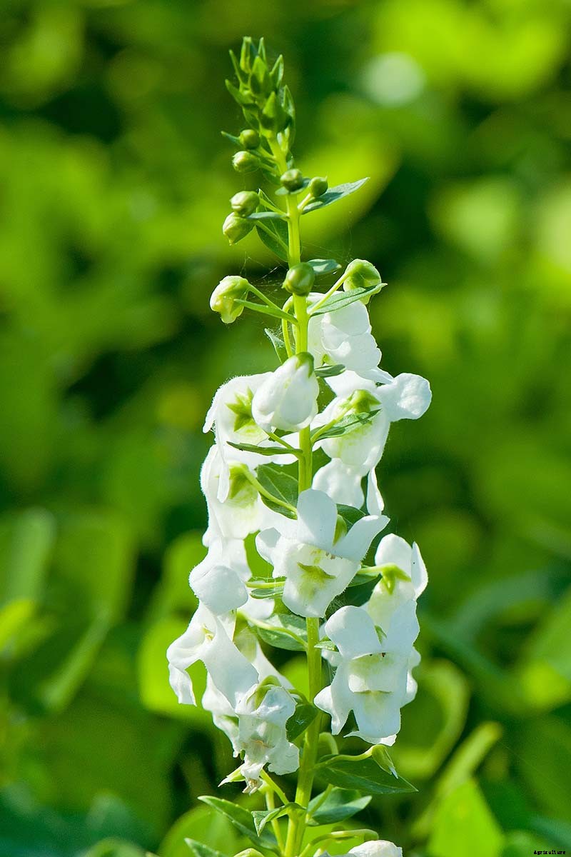 How to Grow and Care for Summer Snapdragon Flowers