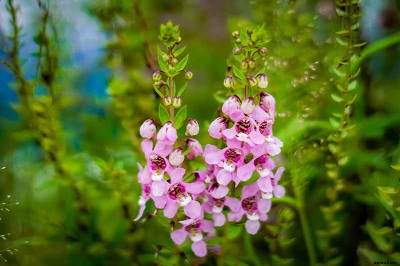 How to Grow and Care for Summer Snapdragon Flowers