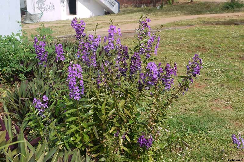 How to Grow and Care for Summer Snapdragon Flowers