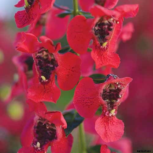 How to Grow and Care for Summer Snapdragon Flowers