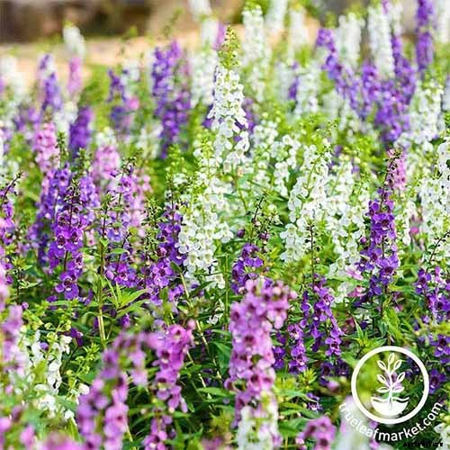 How to Grow and Care for Summer Snapdragon Flowers