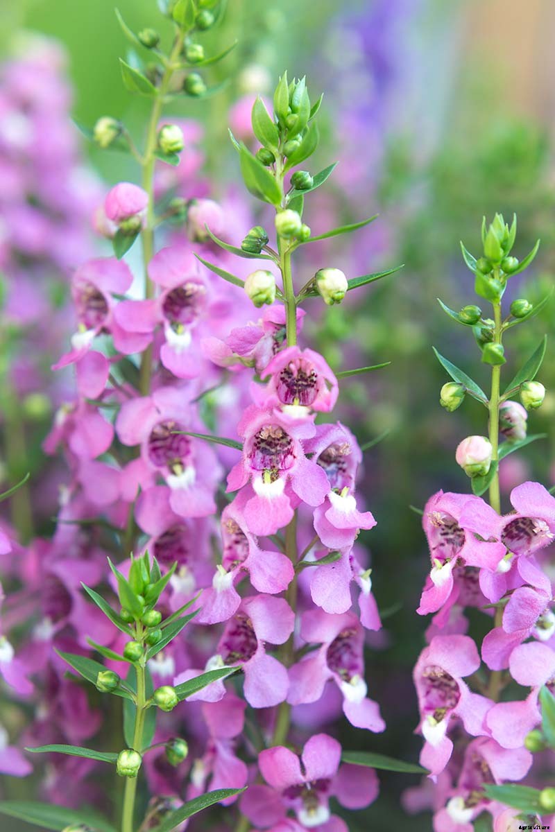 How to Grow and Care for Summer Snapdragon Flowers