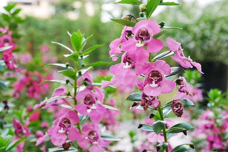 How to Grow and Care for Summer Snapdragon Flowers