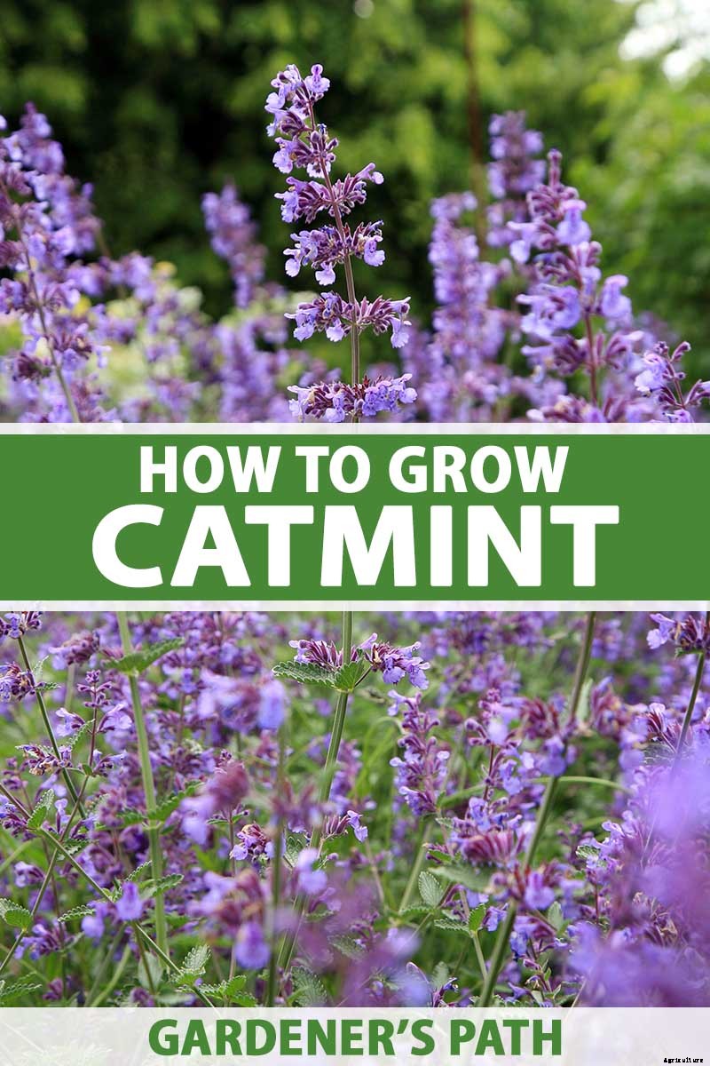 How to Grow Catmint in the Garden