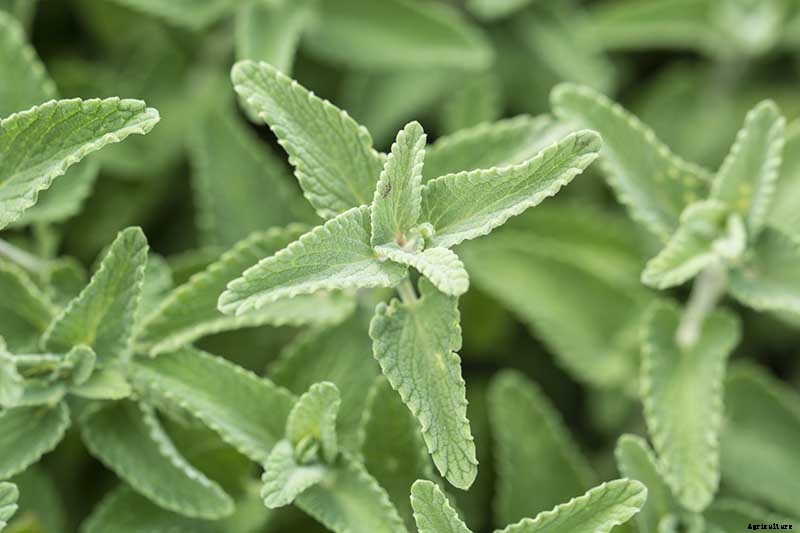 How to Grow Catmint in the Garden