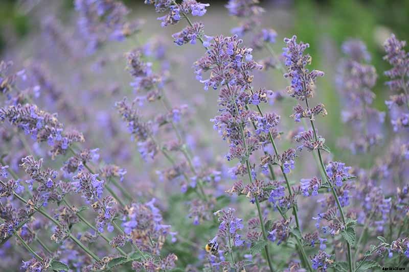 How to Grow Catmint in the Garden