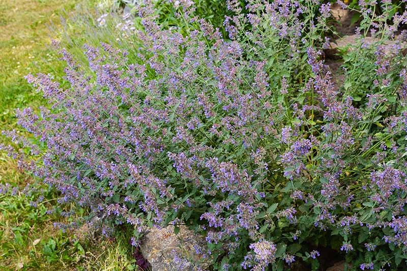 How to Grow Catmint in the Garden