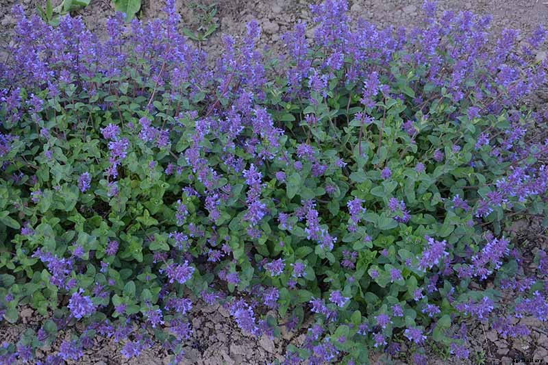 How to Grow Catmint in the Garden