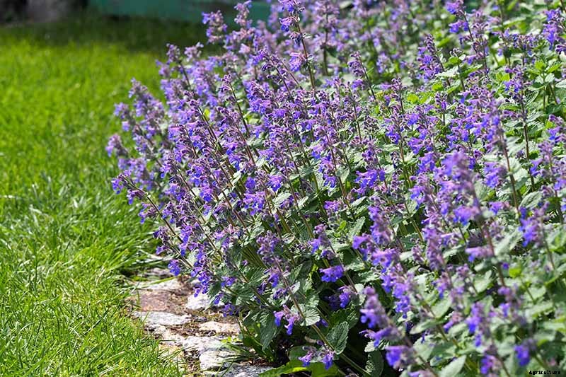 How to Grow Catmint in the Garden