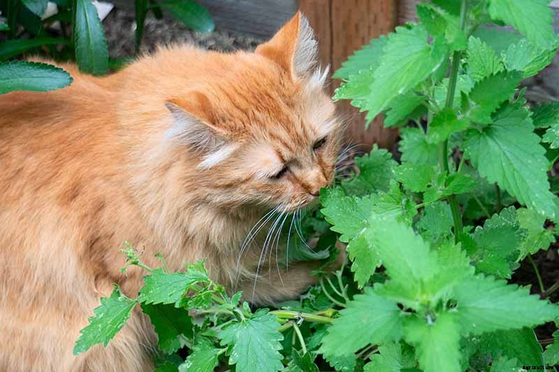 How to Grow Catmint in the Garden