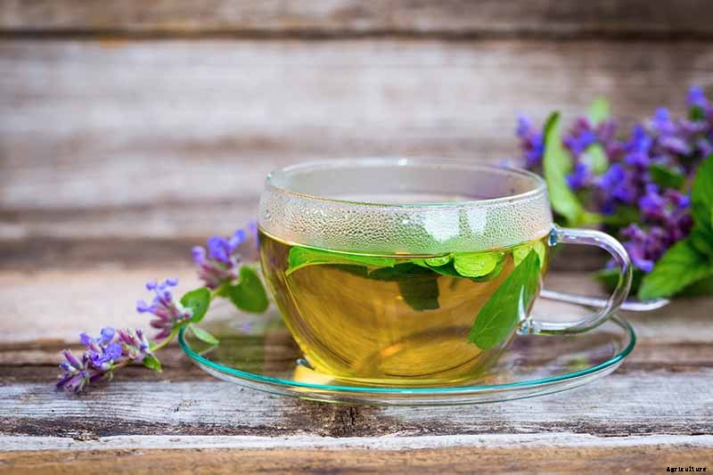 How to Grow Catmint in the Garden