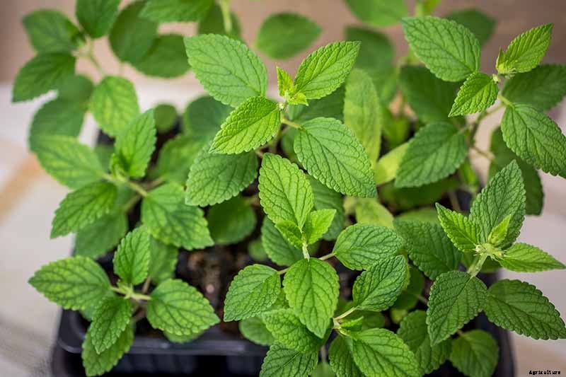 How to Grow Catmint in the Garden