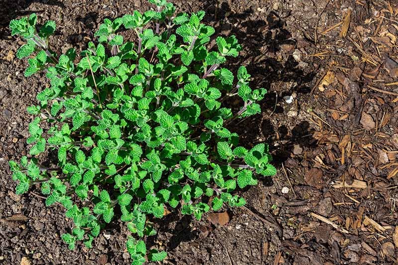 How to Grow Catmint in the Garden