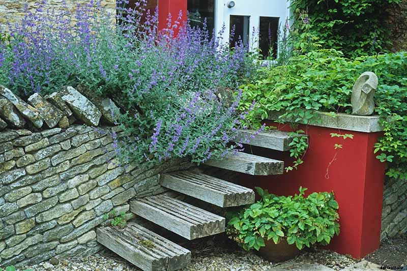 How to Grow Catmint in the Garden