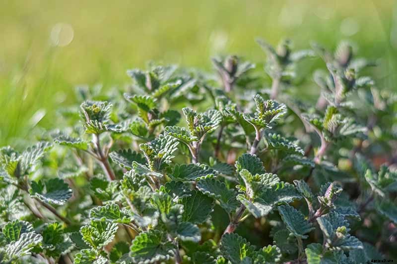 How to Grow Catmint in the Garden