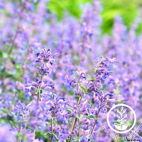 How to Grow Catmint in the Garden