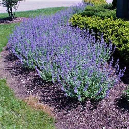 How to Grow Catmint in the Garden