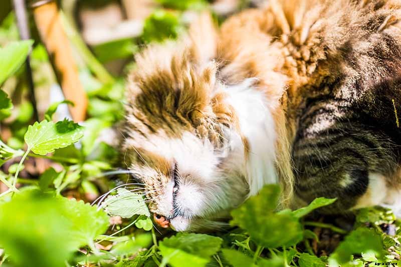 How to Grow Catmint in the Garden