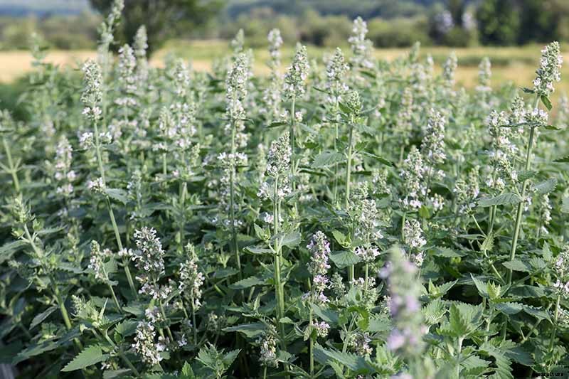 How to Grow Catmint in the Garden