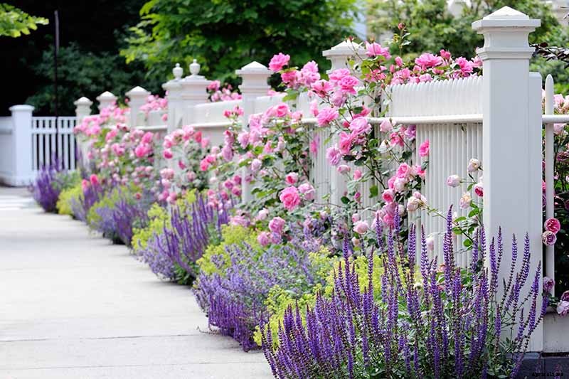 How to Grow Catmint in the Garden