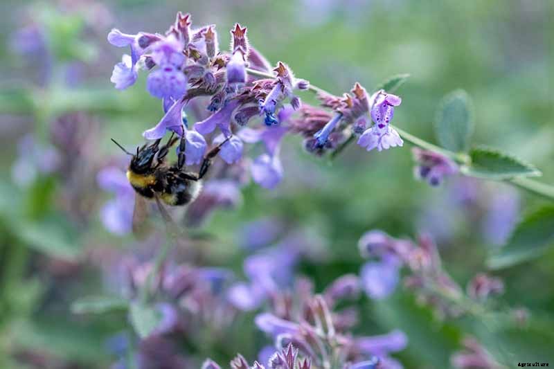 How to Grow Catmint in the Garden