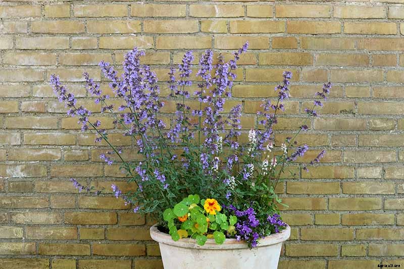 How to Grow Catmint in the Garden