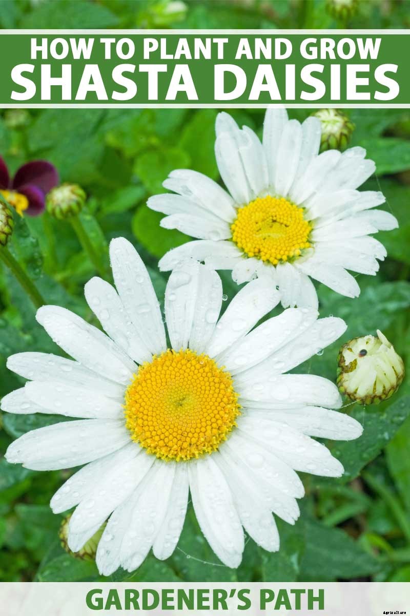 How to Grow and Care for Shasta Daisies