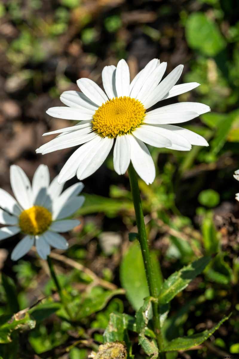 How to Grow and Care for Shasta Daisies