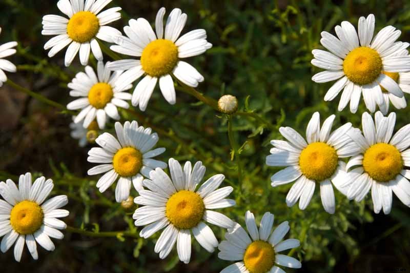 How to Grow and Care for Shasta Daisies