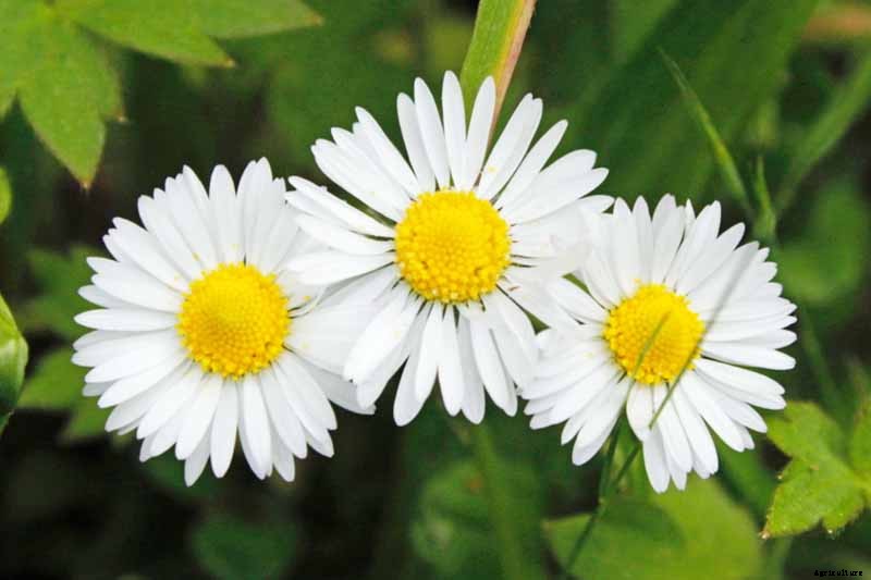 How to Grow and Care for Shasta Daisies