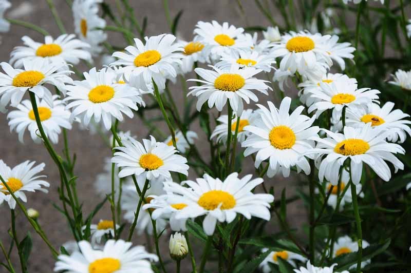 How to Grow and Care for Shasta Daisies