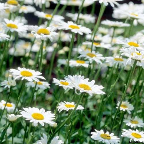 How to Grow and Care for Shasta Daisies
